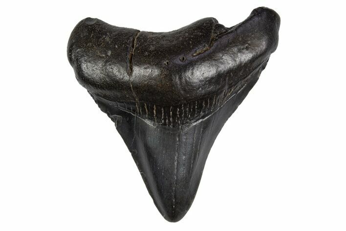 Juvenile Megalodon Tooth - South Carolina #306238